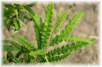 Herbal Medicine Cabinet