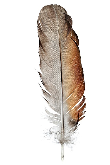 Feather